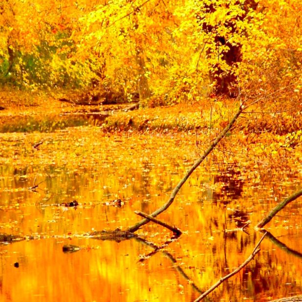 景色自然黄の iPhone8Plus 壁紙