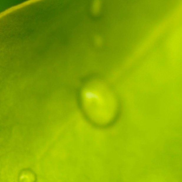 葉水玉緑の iPhone8Plus 壁紙