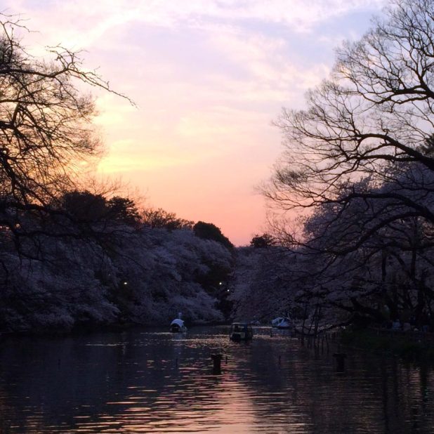 風景池夕焼けの iPhone8Plus 壁紙