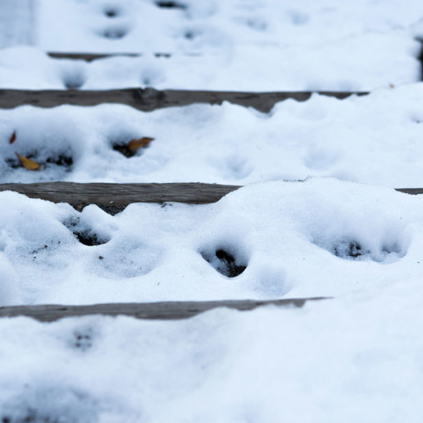 自然雪の iPhone8Plus 壁紙