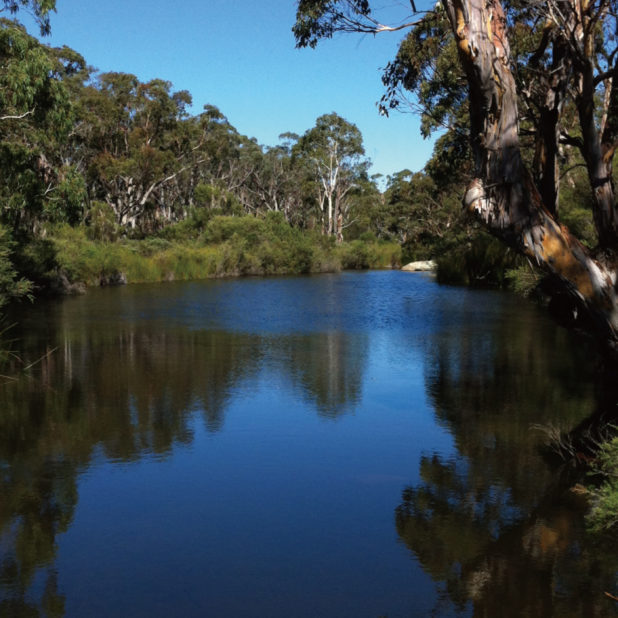 風景湖自然森木の iPhone8Plus 壁紙