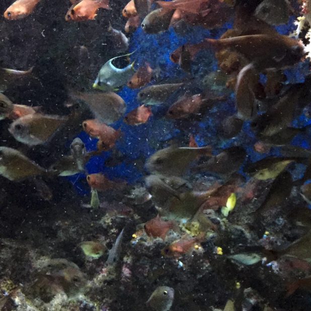 動物熱帯魚南国水族園の iPhone8Plus 壁紙