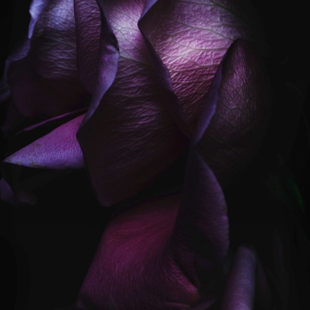 黒紫クールiOS9の iPhone8Plus 壁紙