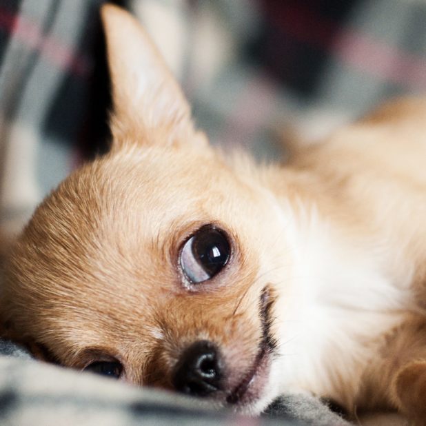 犬動物女子向け茶色の iPhone8Plus 壁紙