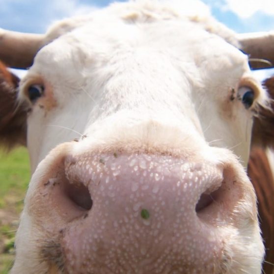 動物牛の iPhoneX 壁紙