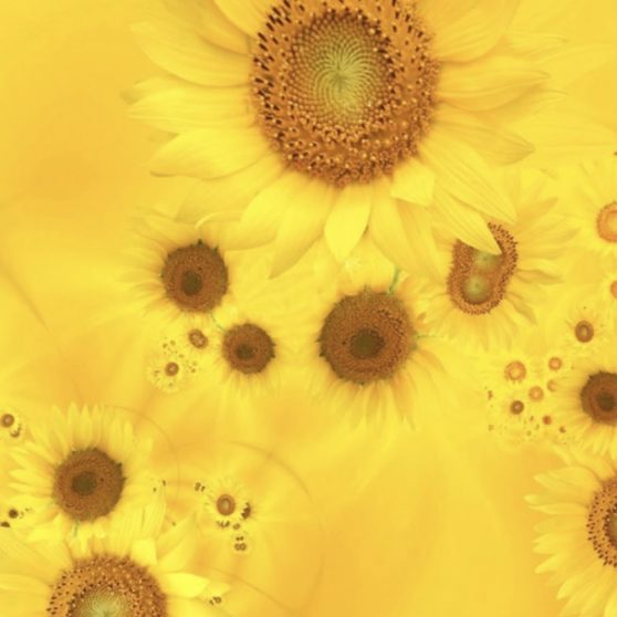 自然花黄の iPhoneX 壁紙