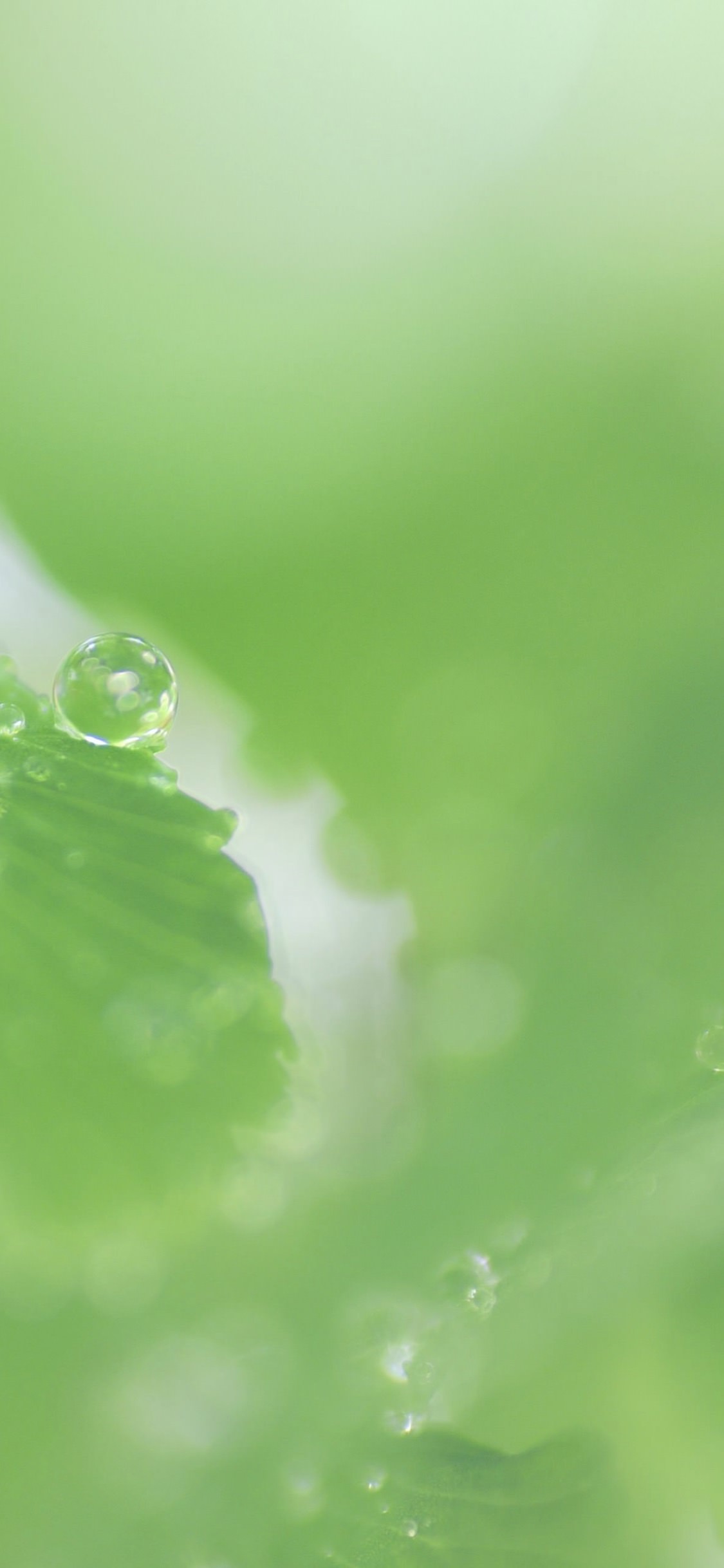 自然葉緑 Wallpaper Sc Iphonexs壁紙 自然葉緑 Wallpaper Sc Iphonexs壁紙