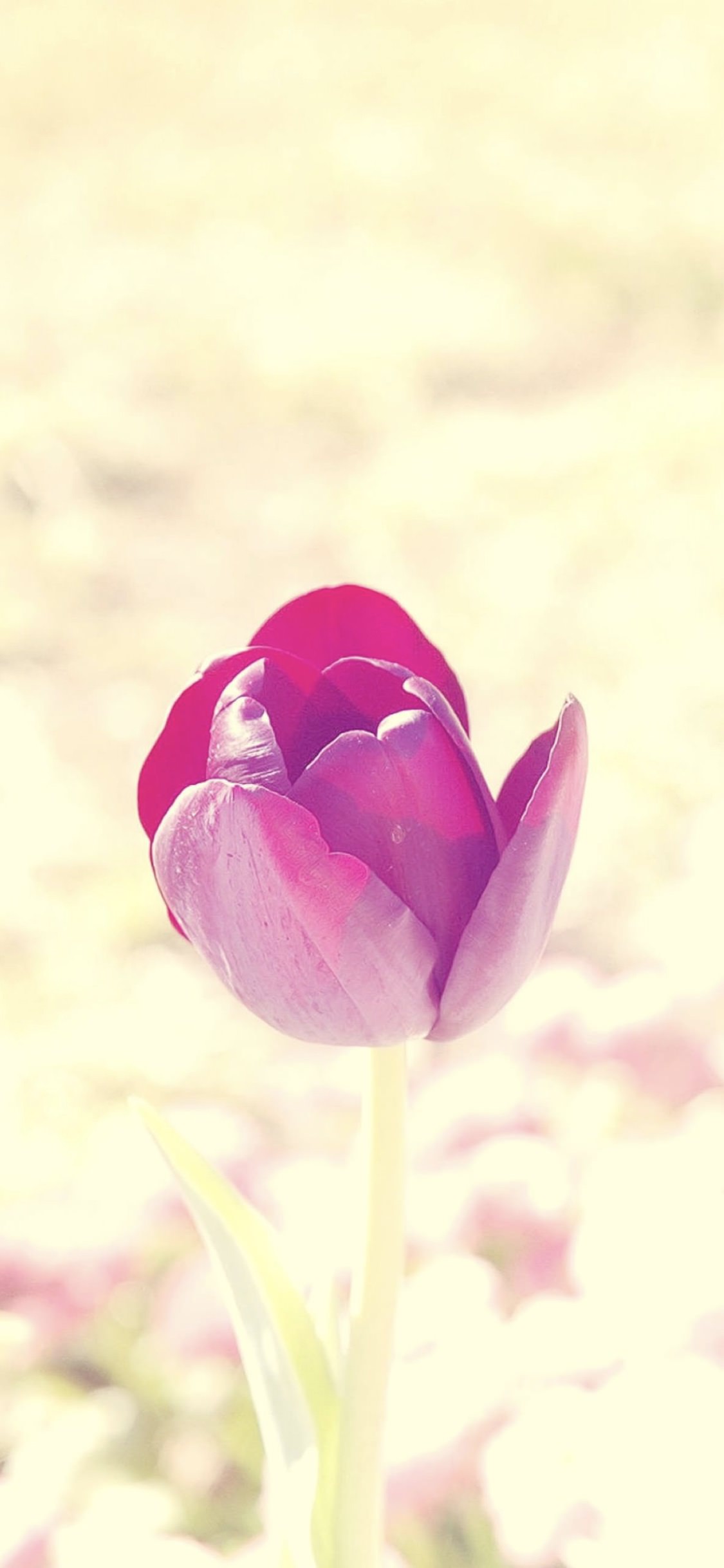 自然花紫 Wallpaper Sc Iphonexs壁紙