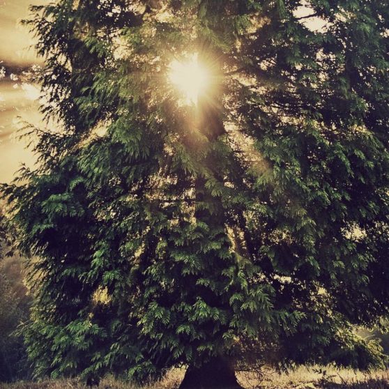 風景木の iPhoneX 壁紙