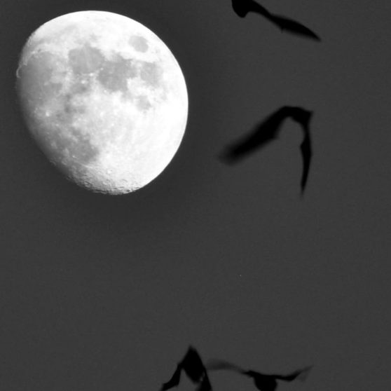 風景月鳥灰の iPhoneX 壁紙