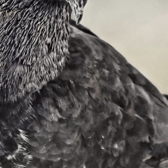 動物鳥鳩の iPhoneX 壁紙