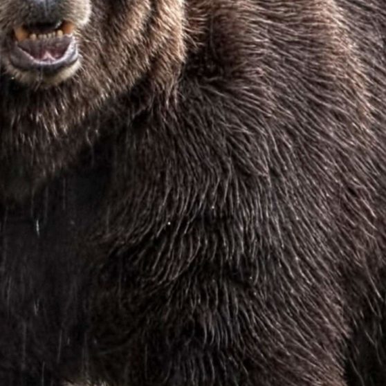 動物熊の iPhoneX 壁紙