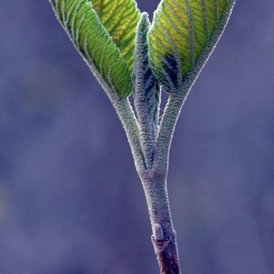 葉自然緑ぼかし青の iPhoneX 壁紙