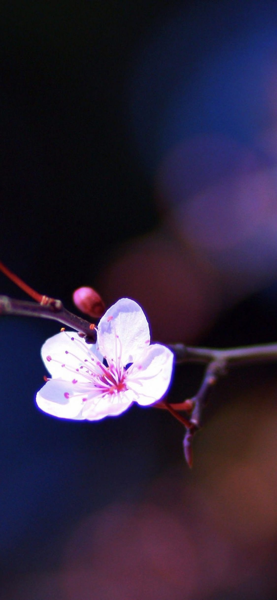 花桃ぼかし夜 Wallpaper Sc Iphonexs壁紙