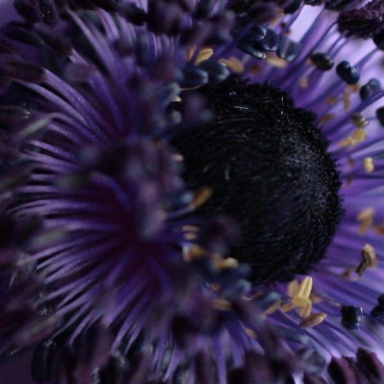 紫花の iPhoneX 壁紙