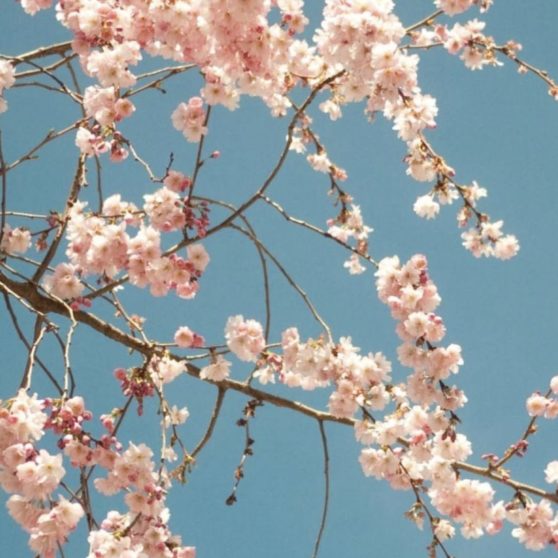 花桜春桃の iPhoneX 壁紙