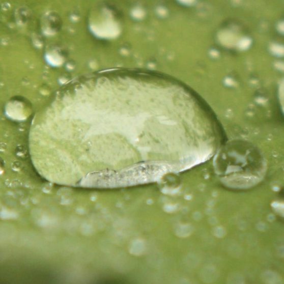 水玉葉緑の iPhoneX 壁紙