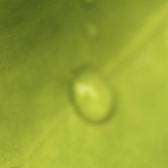 葉水玉緑の iPhoneX 壁紙