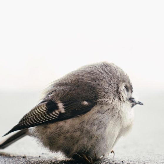 動物小鳥の iPhoneX 壁紙