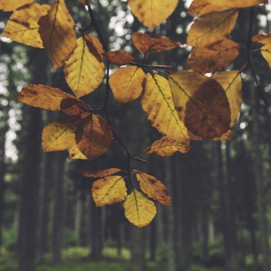 風景森林葉黄の iPhoneX 壁紙