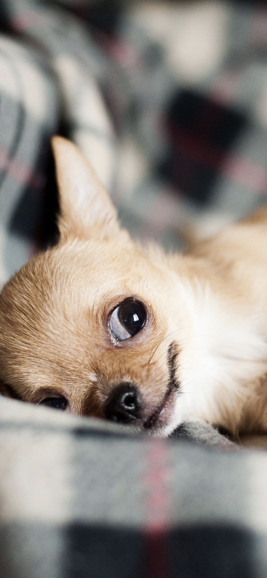 犬動物女子向け茶色 Wallpaper Sc Iphonexs壁紙