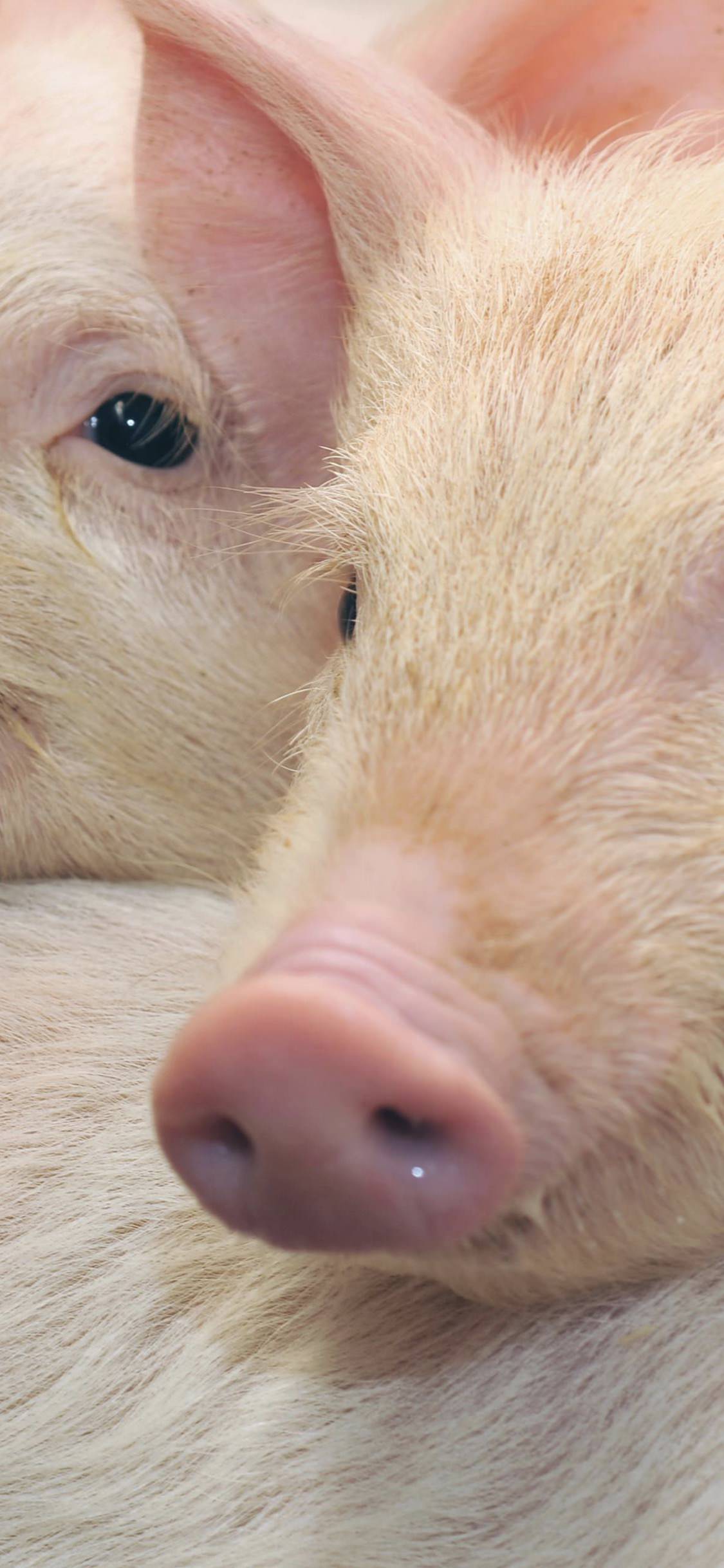 豚動物桃 Wallpaper Sc Iphonexs壁紙