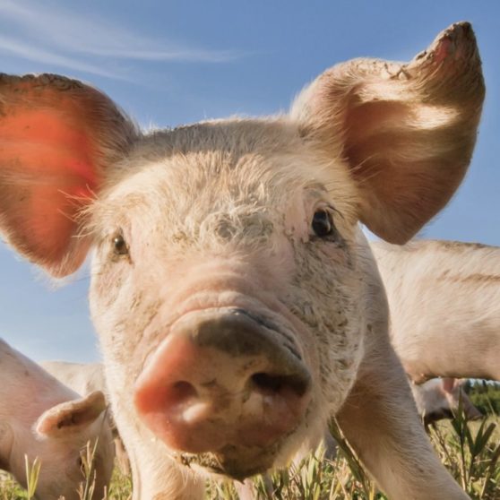 豚動物の iPhoneX 壁紙