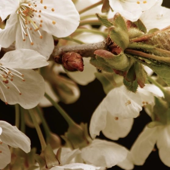 植物桜の iPhoneX 壁紙