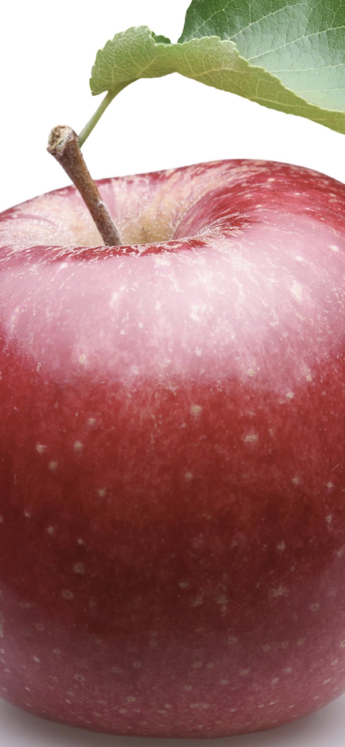 フードリンゴ赤 Wallpaper Sc Iphonexs壁紙