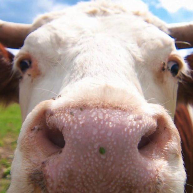 動物牛の iPhoneXSMax 壁紙