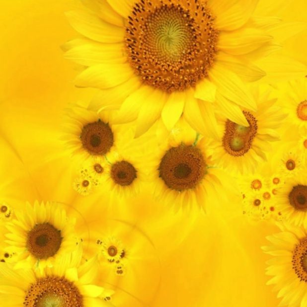 自然花黄の iPhoneXSMax 壁紙
