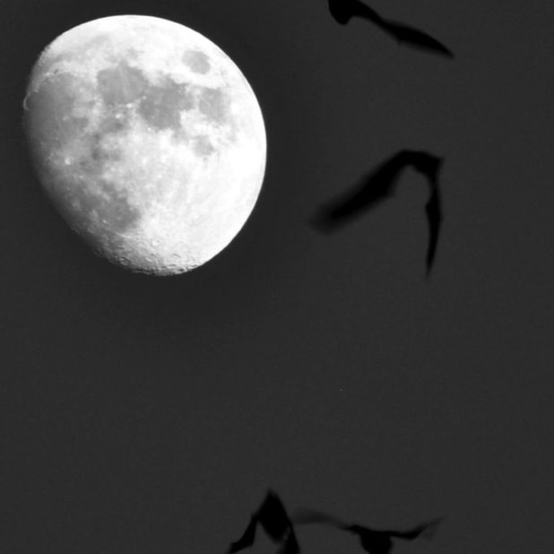 風景月鳥灰の iPhoneXSMax 壁紙