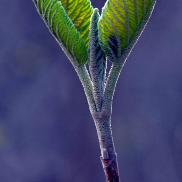 葉自然緑ぼかし青の iPhoneXSMax 壁紙