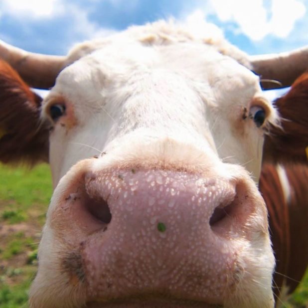 牛ぼかし自然動物の iPhoneXSMax 壁紙