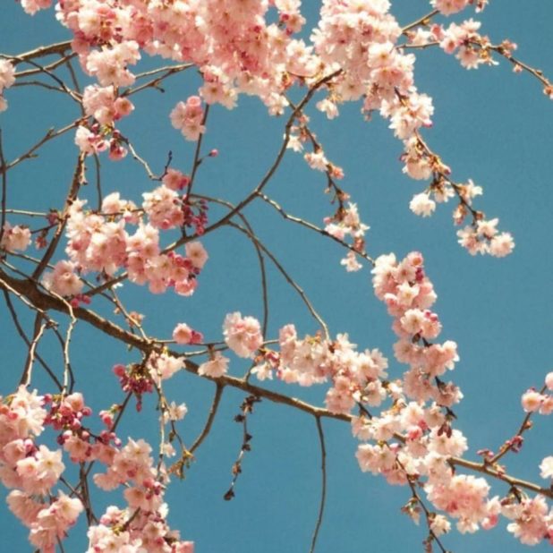花桜春桃の iPhoneXSMax 壁紙