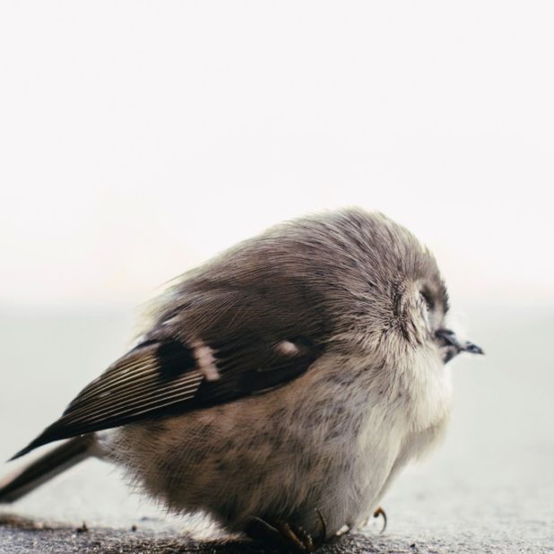 動物小鳥の iPhoneXSMax 壁紙