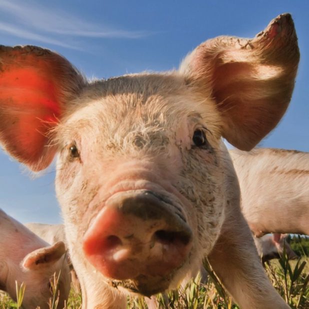 豚動物の iPhoneXSMax 壁紙